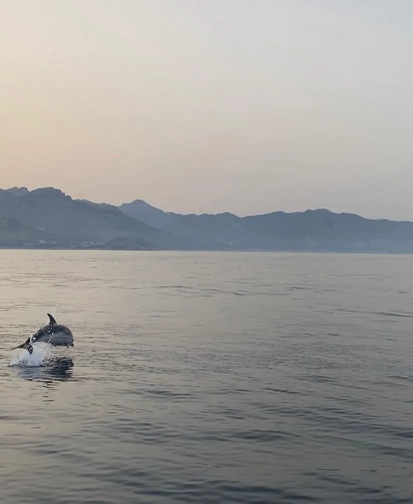 Ricerca delfini con apericena a bordo e sosta bagno da Giardini Naxos