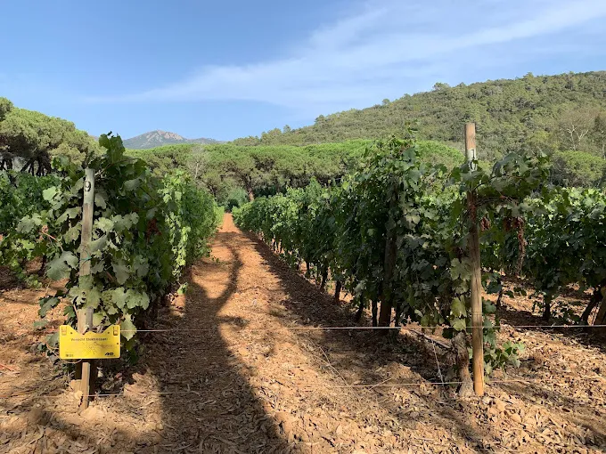 Degustazione vini guidata ad Acquabona