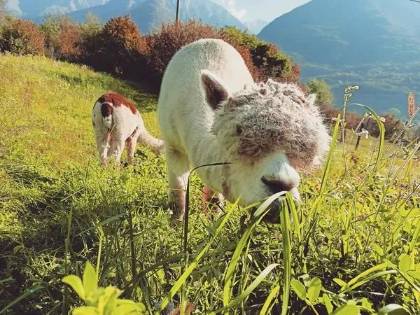 Passeggiata con Alpaca e merenda a Losine in Val Camonica