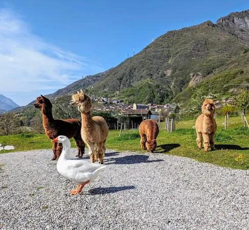Passeggiata con Alpaca e aperitivo Losine in Val Camonica