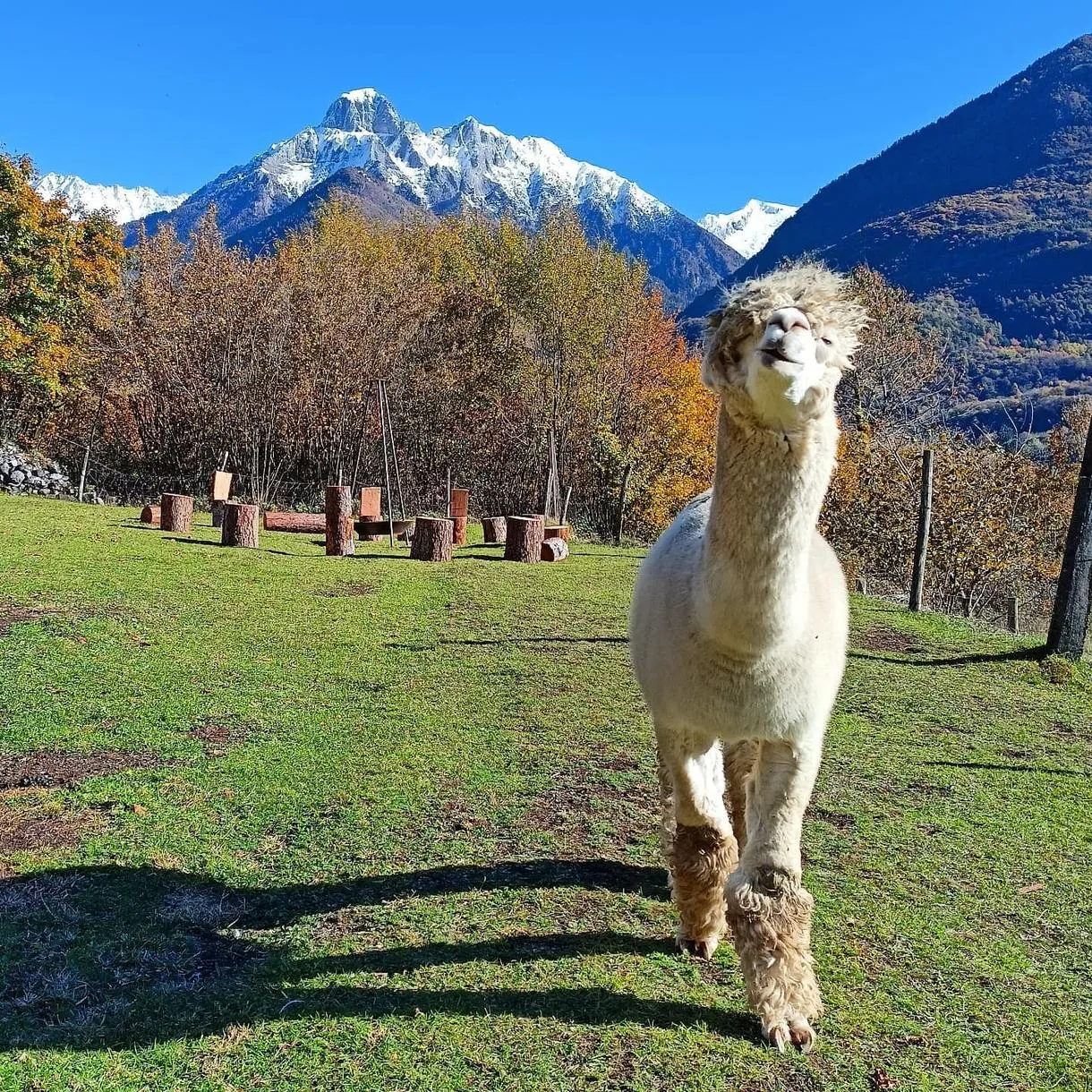 Passeggiata con Alpaca e aperitivo Losine in Val Camonica