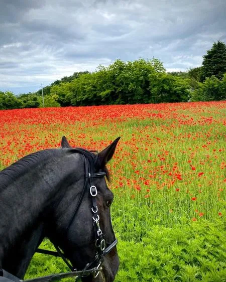 Passeggiata a cavallo sopra il Lago di Garda nel bresciano a Gavardo