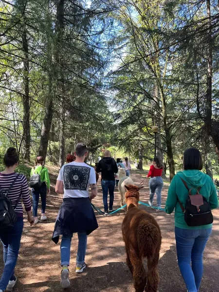 Passeggiata con alpaca e aperitivo fuori Milano a Paderno Dugnano