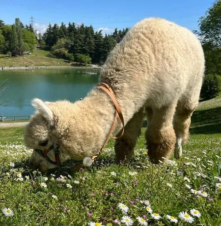 Trekking con alpaca fuori Milano a Paderno Dugnano