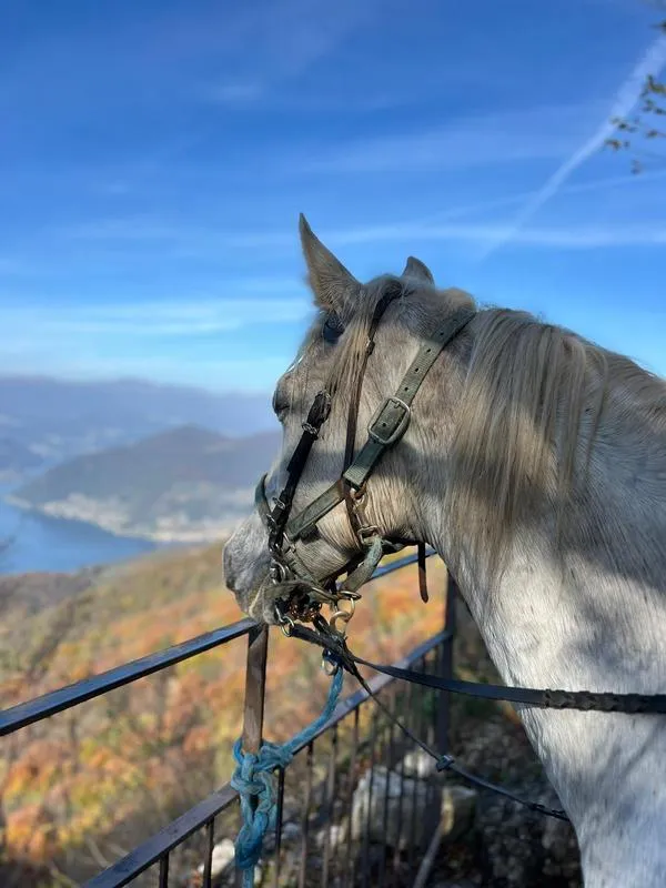 Passeggiata a cavallo fuori Varese con vista sul Lago di Lugano