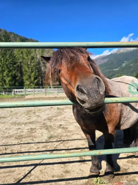 Battesimo della sella