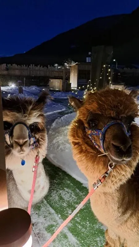 Passeggiata serale e cioccolata calda con Alpaca e Lama fuori Bormio