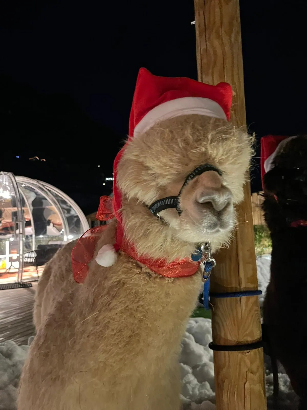 Passeggiata serale e cioccolata calda con Alpaca e Lama fuori Bormio