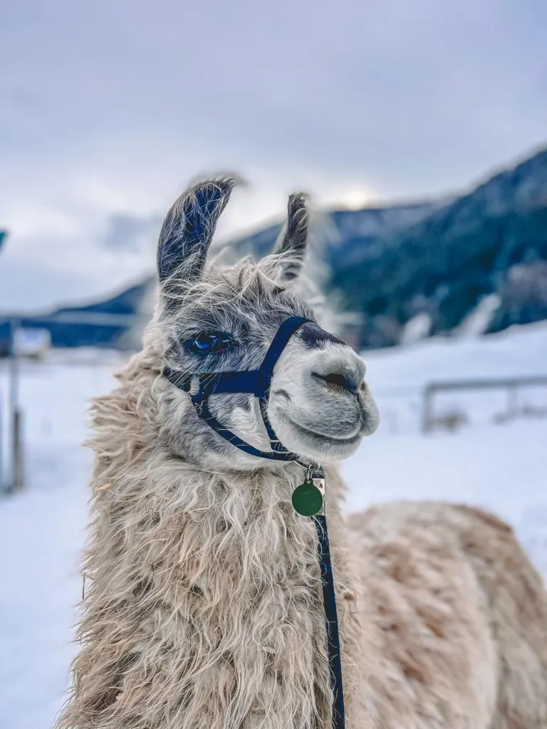 Passeggiata serale e cioccolata calda con Alpaca e Lama fuori Bormio