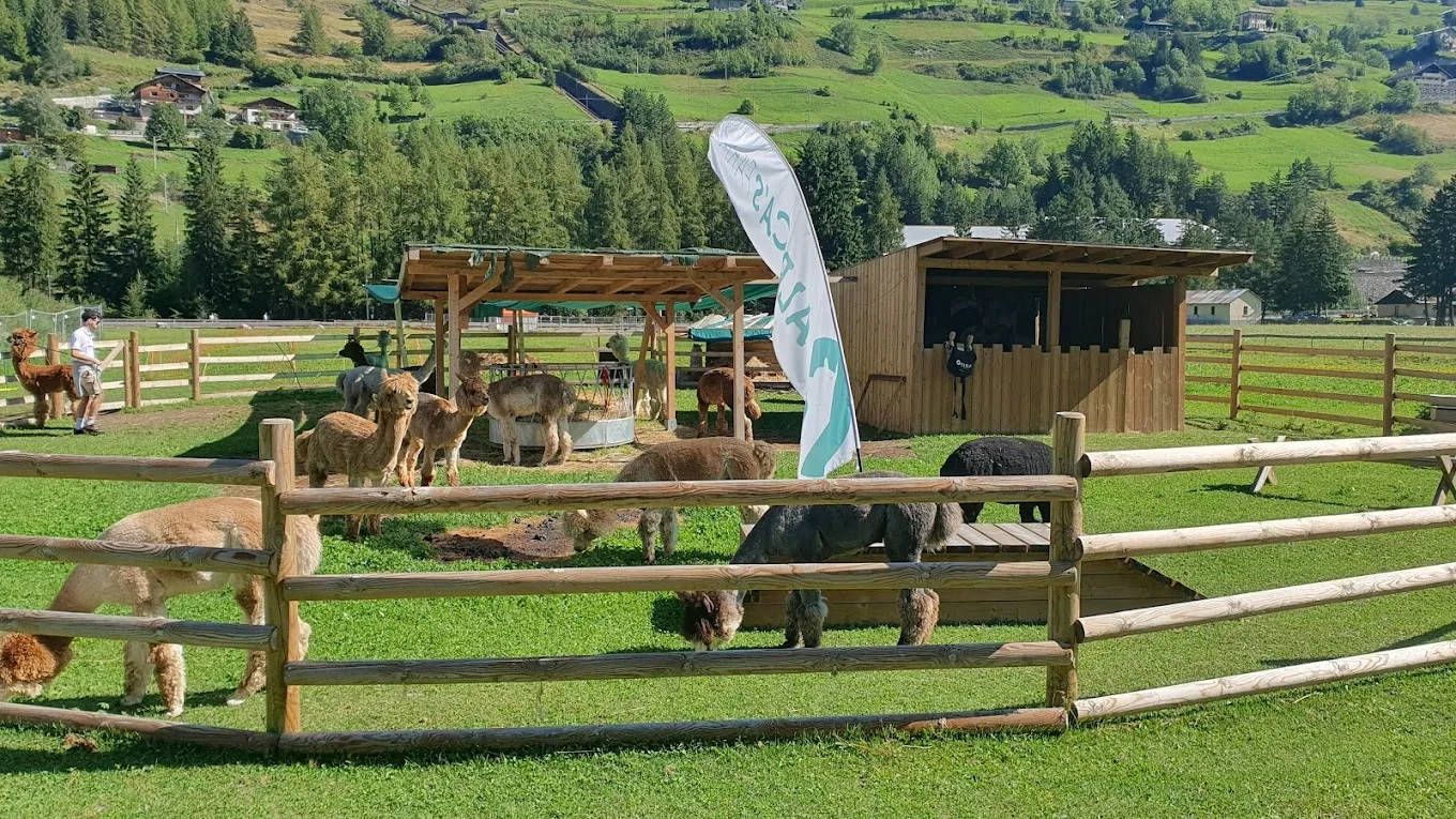 Trekking con alpaca in Valtellina fuori Bormio