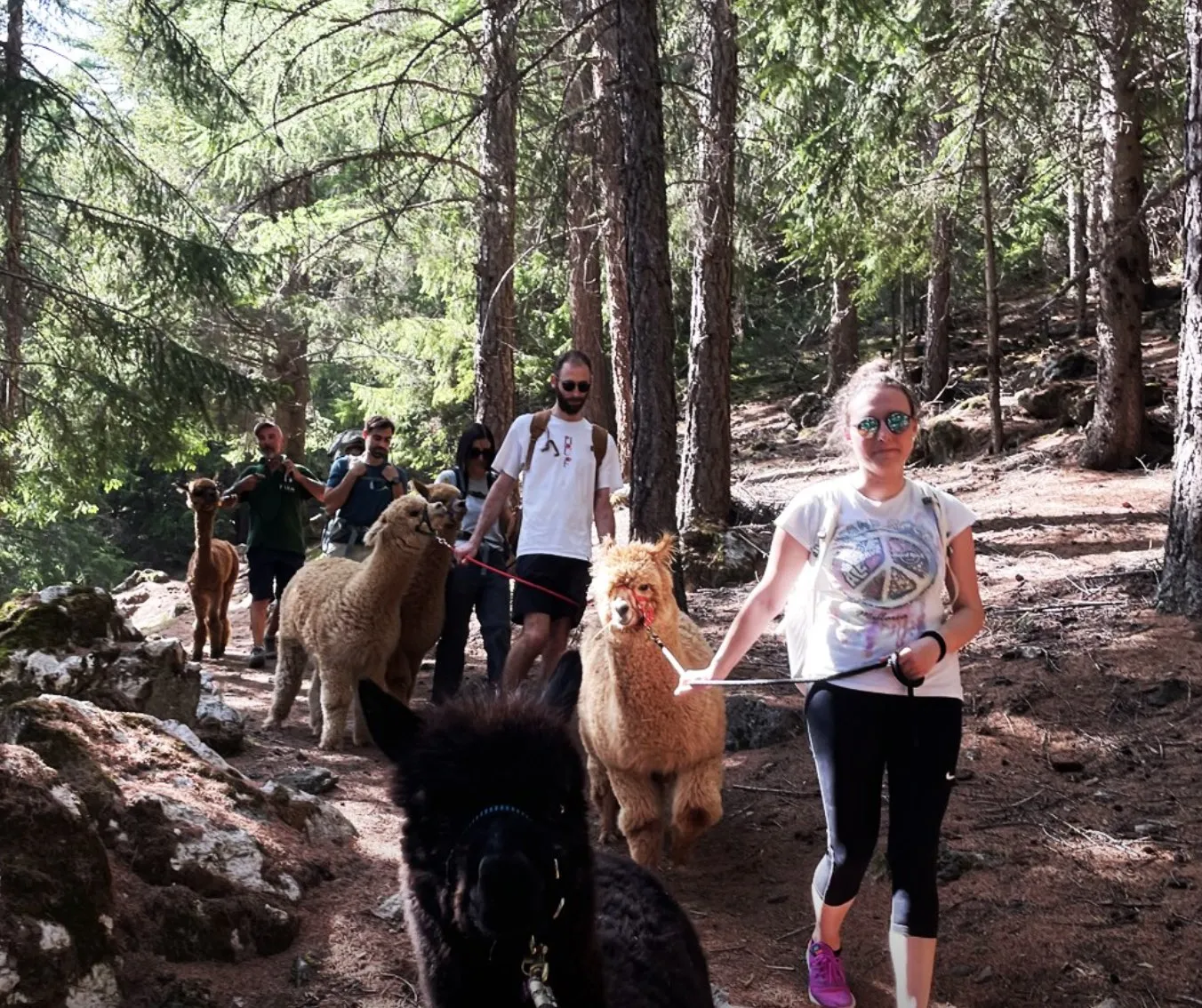 Trekking con alpaca in Valtellina fuori Bormio