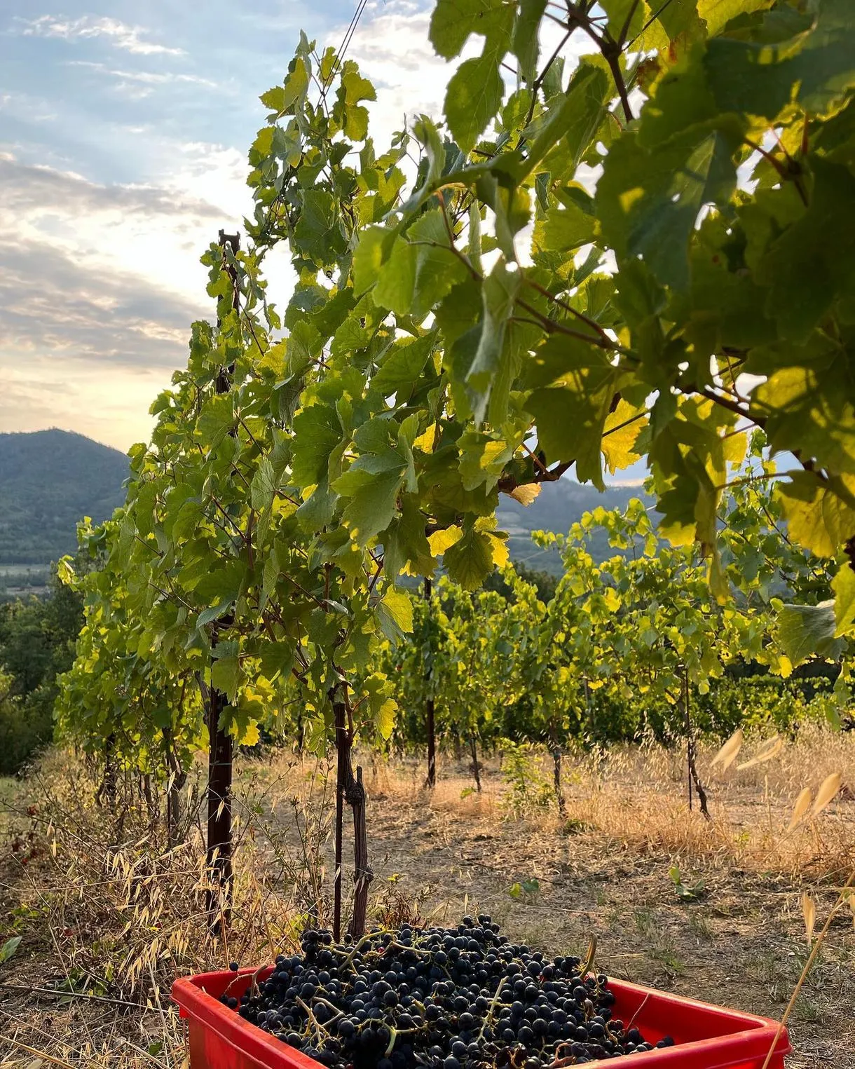 Picnic con degustazione vini a Salice Terme nell'Oltrepò Pavese