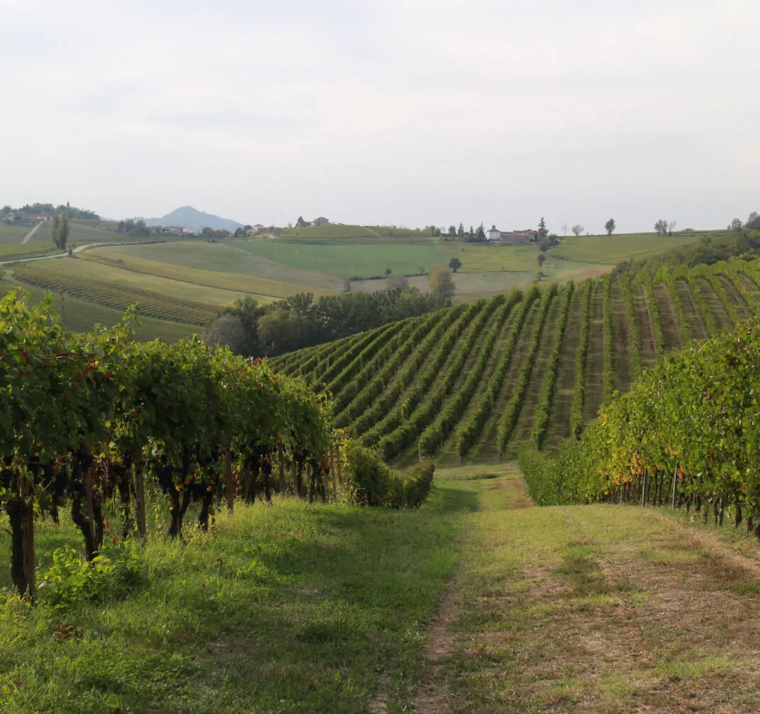 Degustazione vini nel Monferrato a Cella Monte