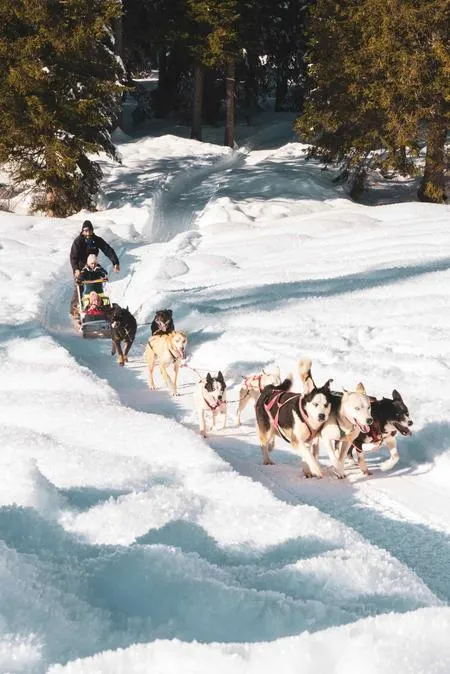 Sleddog a Madonna di Campiglio con i cani da slitta