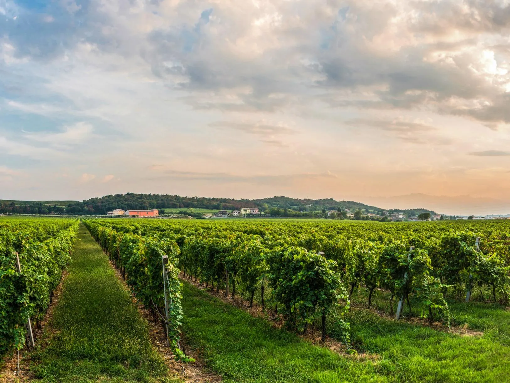 Degustazione vini e visita alla Tenuta La Presa a Caprino Veronese