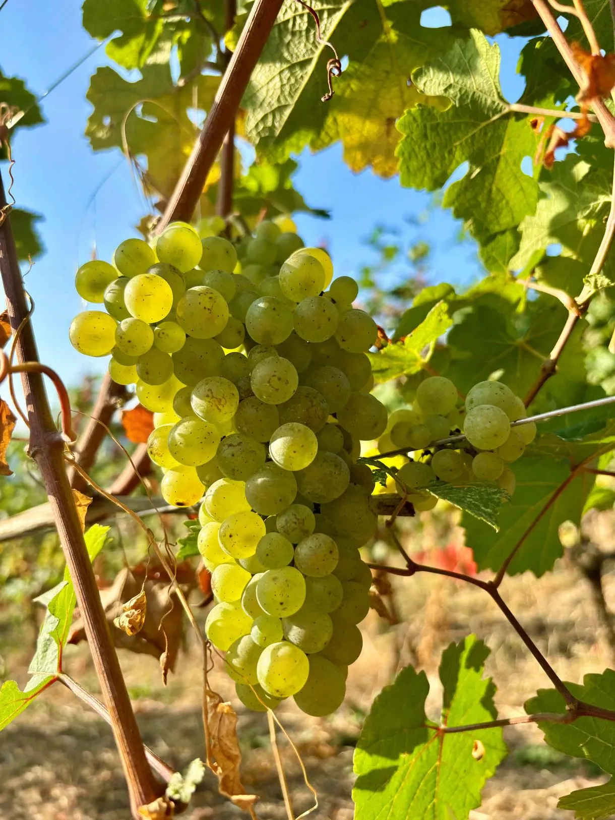 Degustazione di vini sui colli bergamaschi a Pontida