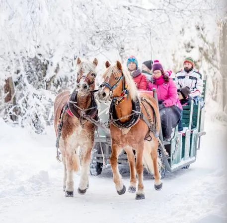Giro in slitta trainata da cavalli ad Andalo