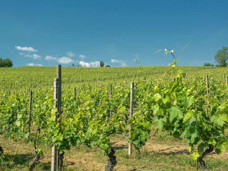 Pranzo tipico in agriturismo nel Monferrato