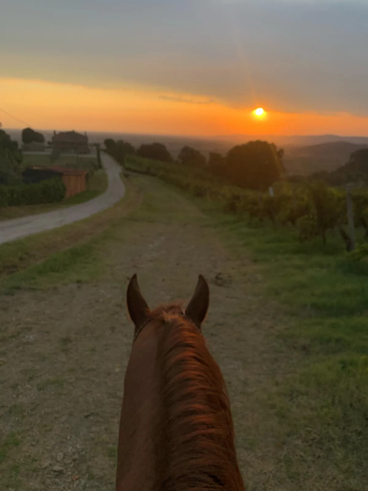 Passeggiata a cavallo sui colli euganei con pic-nic