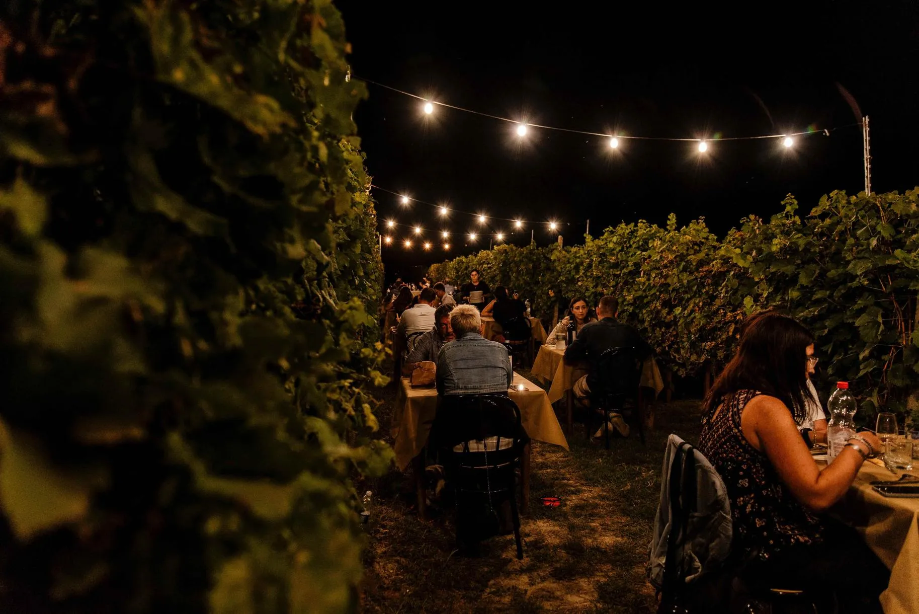 Cena in vigna nelle Langhe