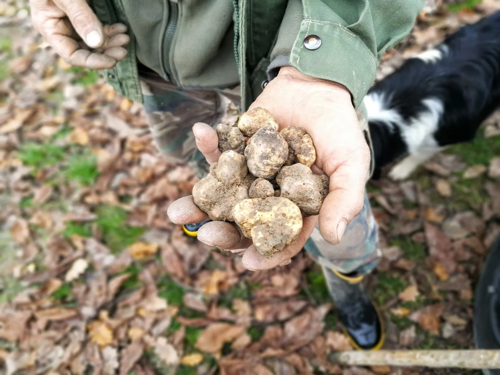Caccia al tartufo nelle Langhe tra le colline di Alba