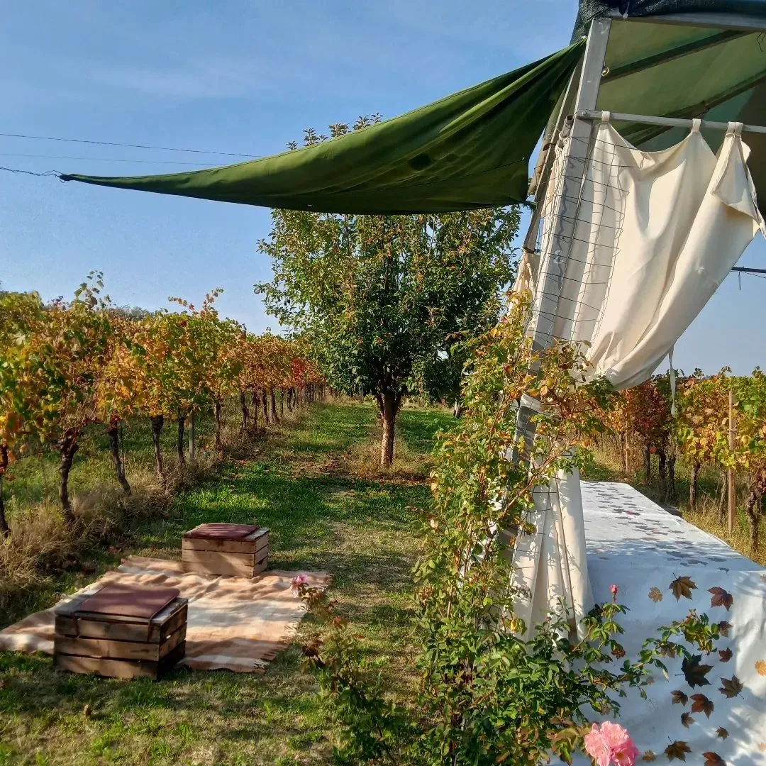 Picnic in vigna e visita in cantina a Mombaruzzo