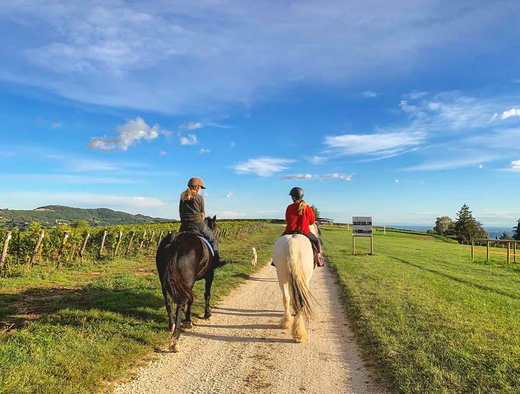 Passeggiata a cavallo nei vigneti fuori Verona