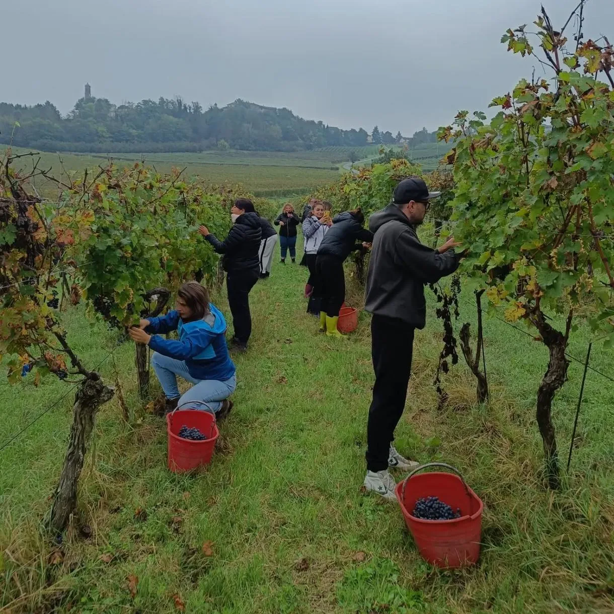 Vendemmia e merenda nel Monferrato