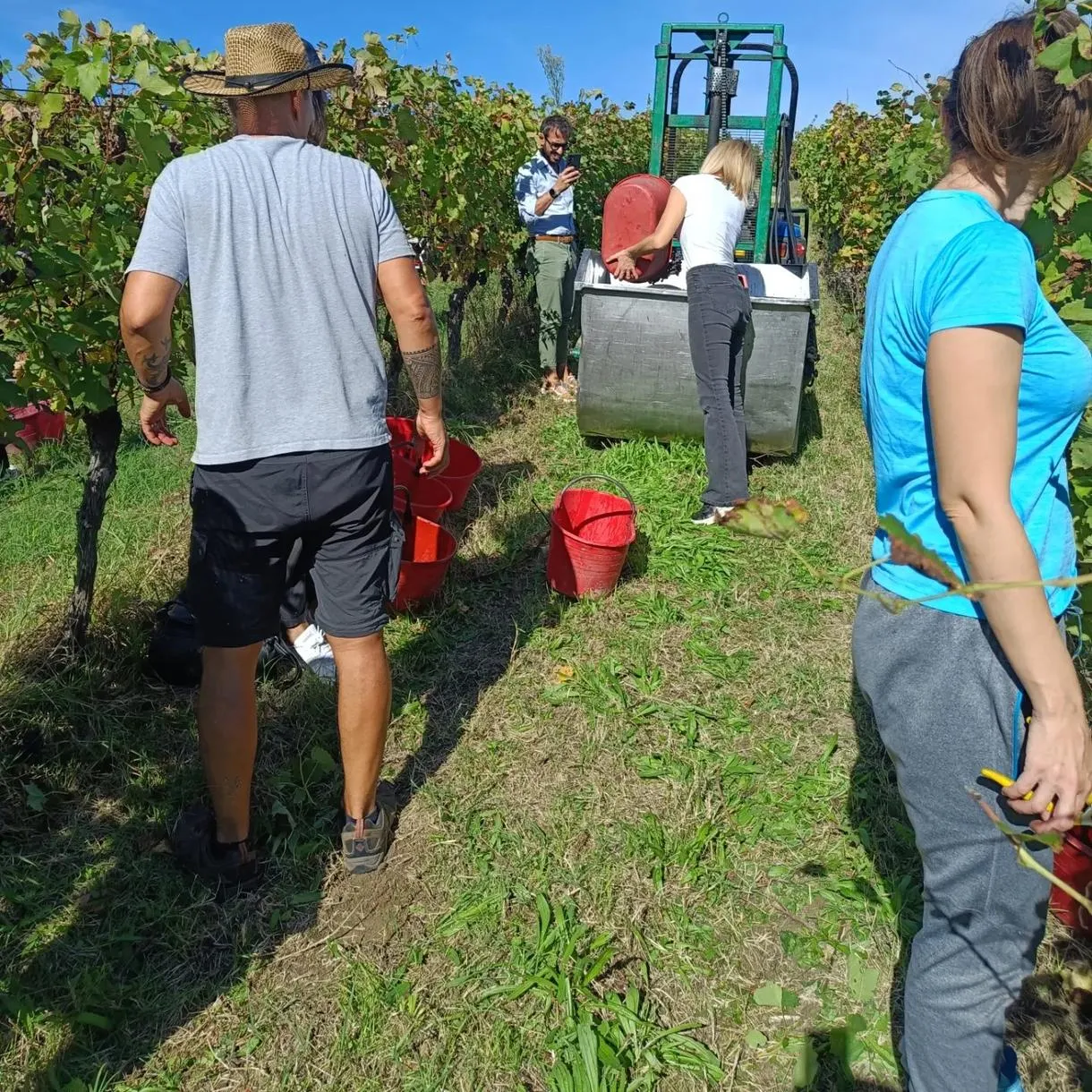 Vendemmia e merenda nel Monferrato