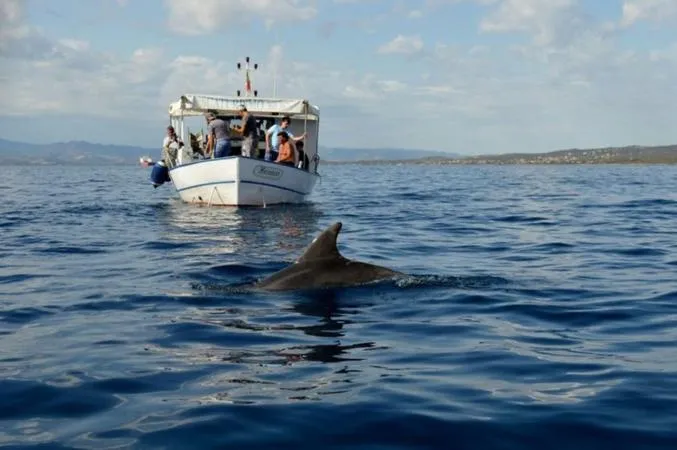 Tour in barca al tramonto alla ricerca dei delfini da Golfo Aranci