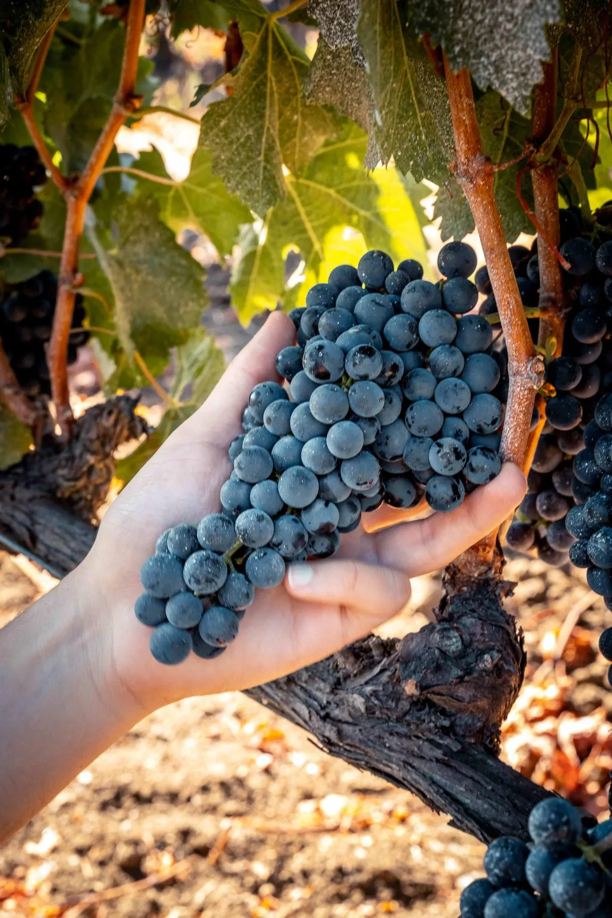 Degustazione vini e visita alla tenuta a Bolgheri