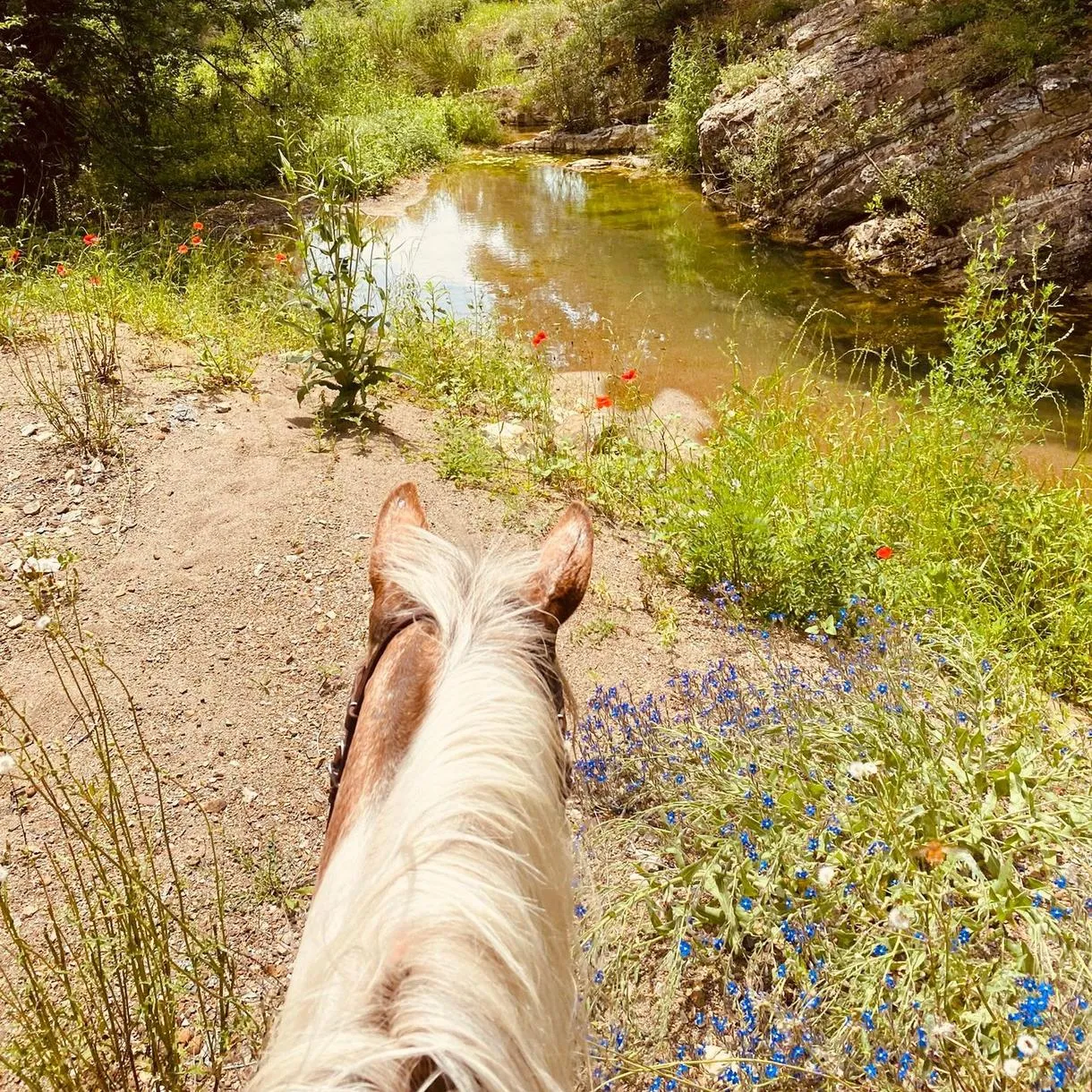 Passeggiata a cavallo e degustazione vini nella Maremma a Saturnia
