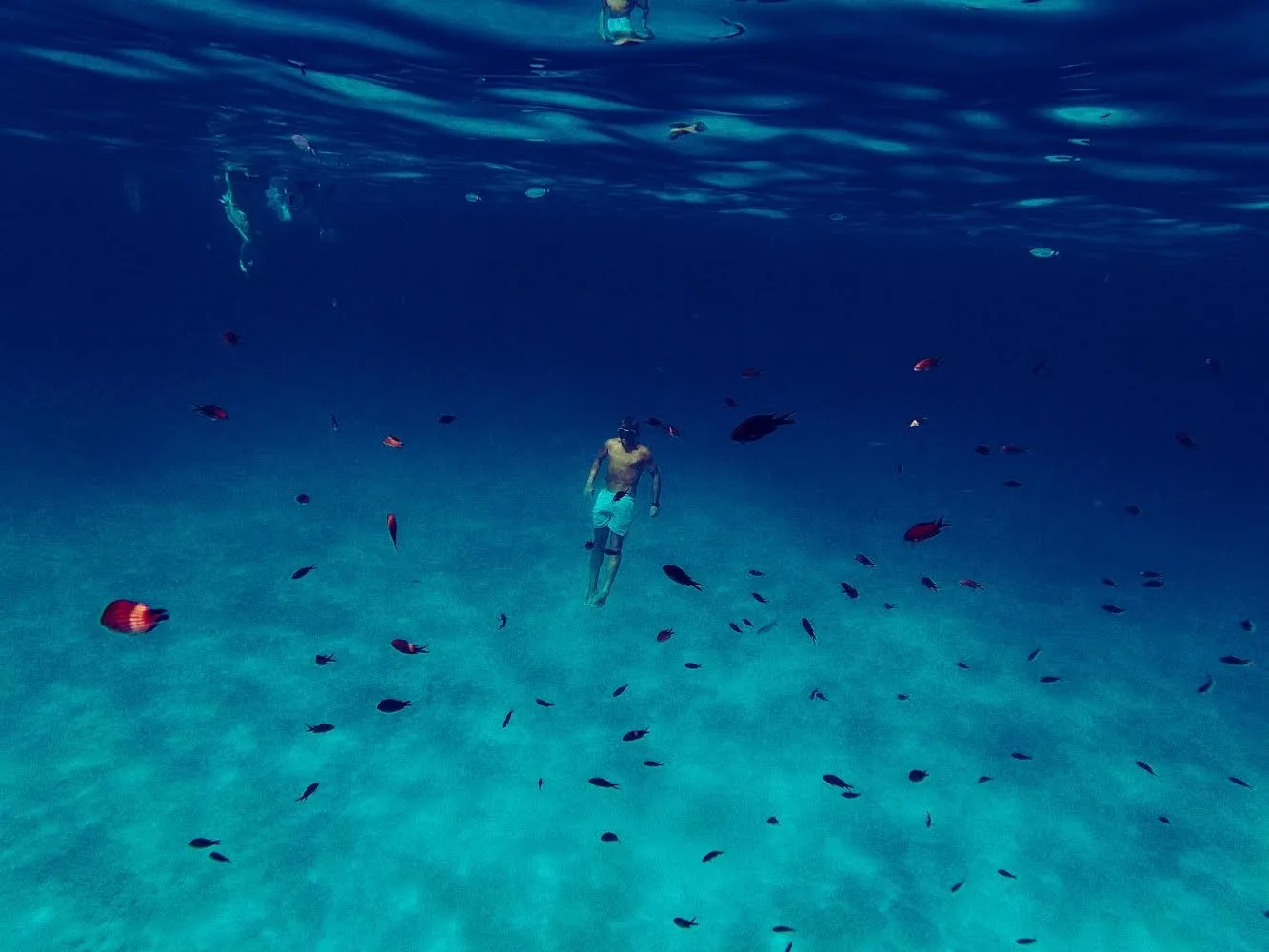 Mezza giornata in gommone alle isole di Tavolara e Molara da San Teodoro