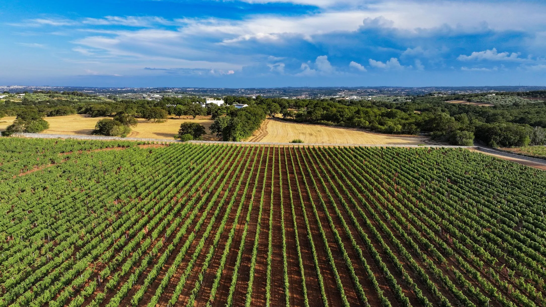 Degustazione vini in Valle D'Itria a Martina Franca