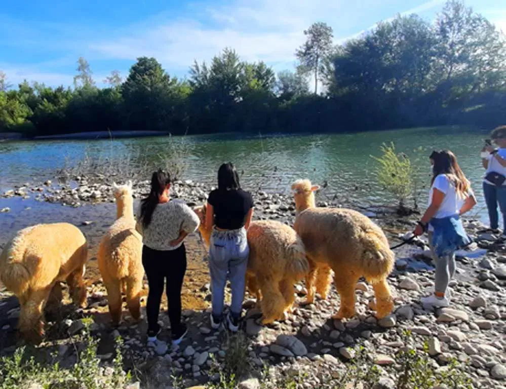Passeggiata con Alpaca fuori Grosseto nella Maremma Toscana