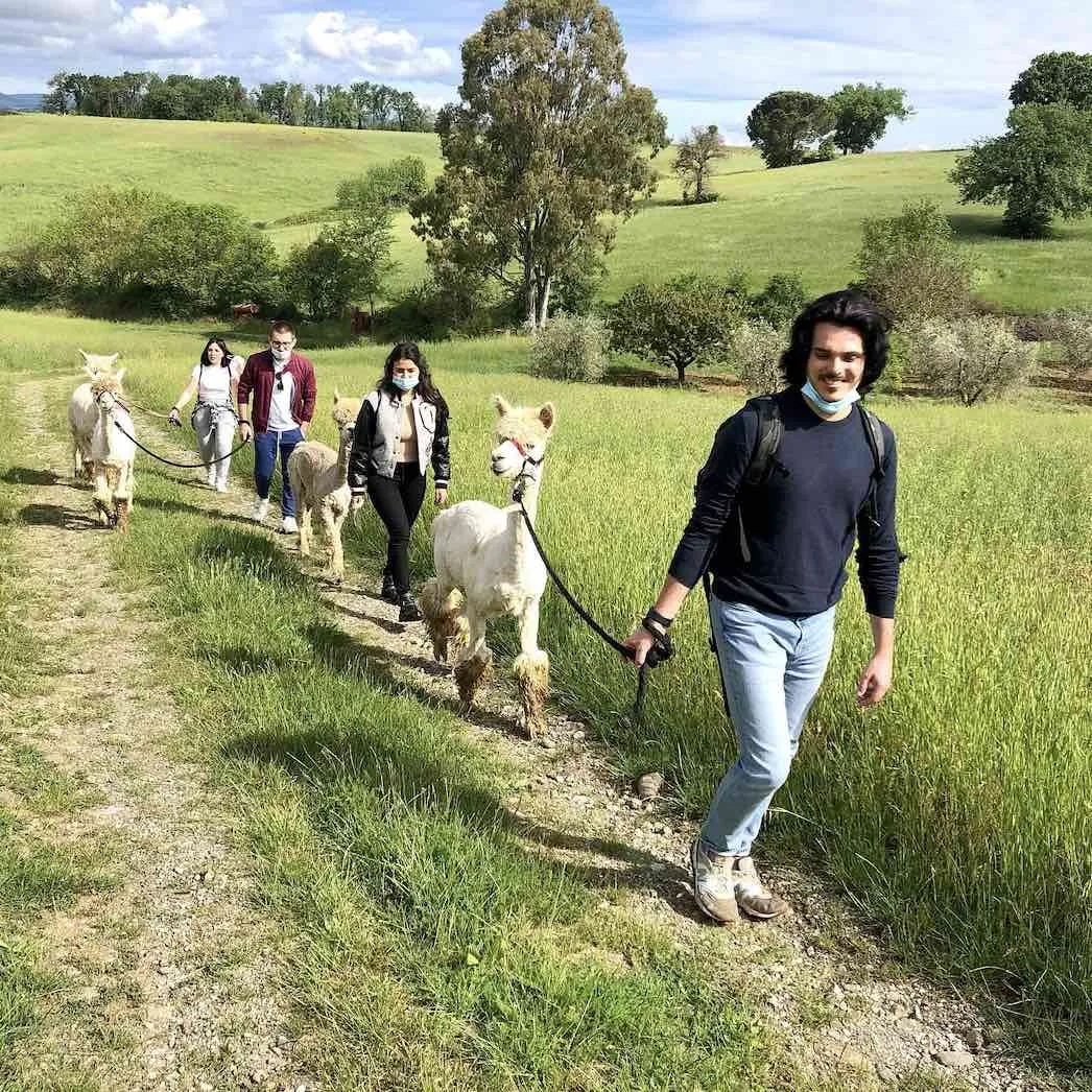 Passeggiata con Alpaca fuori Grosseto nella Maremma Toscana