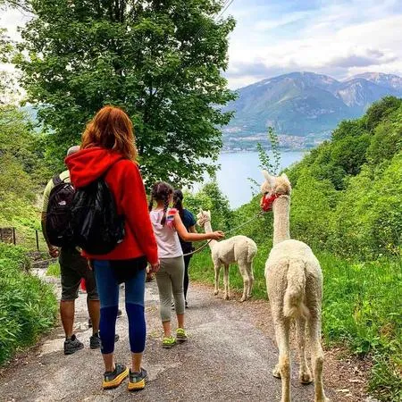 Passeggiata con alpaca al Lago d'Iseo in Valcamonica