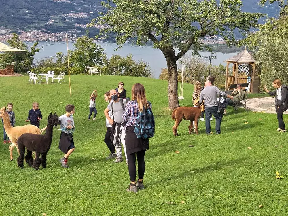 Passeggiata con alpaca al Lago d'Iseo in Valcamonica