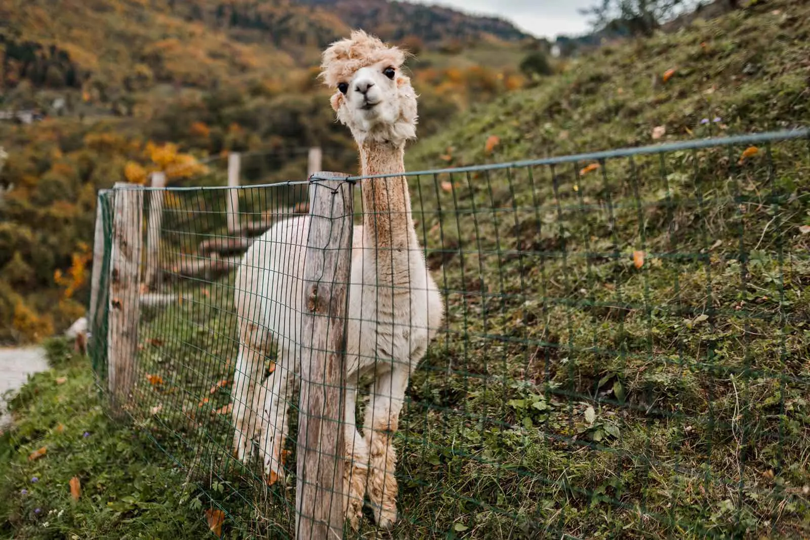 Passeggiata con alpaca al Lago d'Iseo in Valcamonica