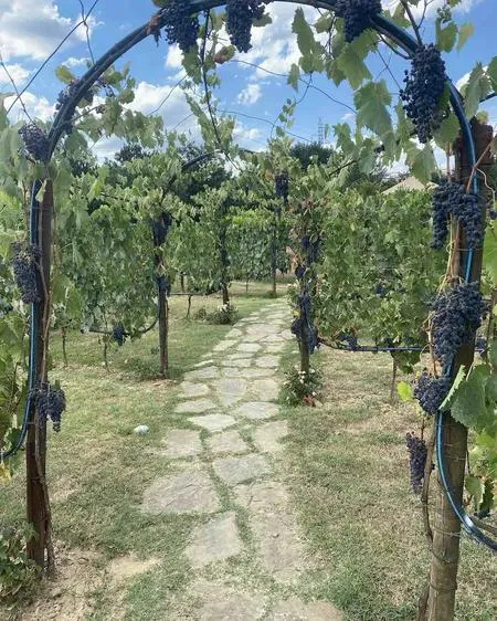Pranzo tra i vigneti e degustazione vini a San Gimignano