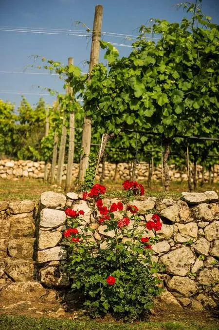Visita in cantina e degustazione vini a Rocca Sveva