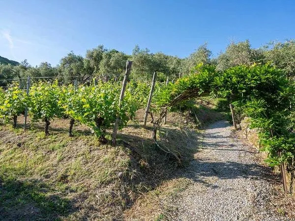 Trekking tra le vigne e pic-nic alle 5 Terre