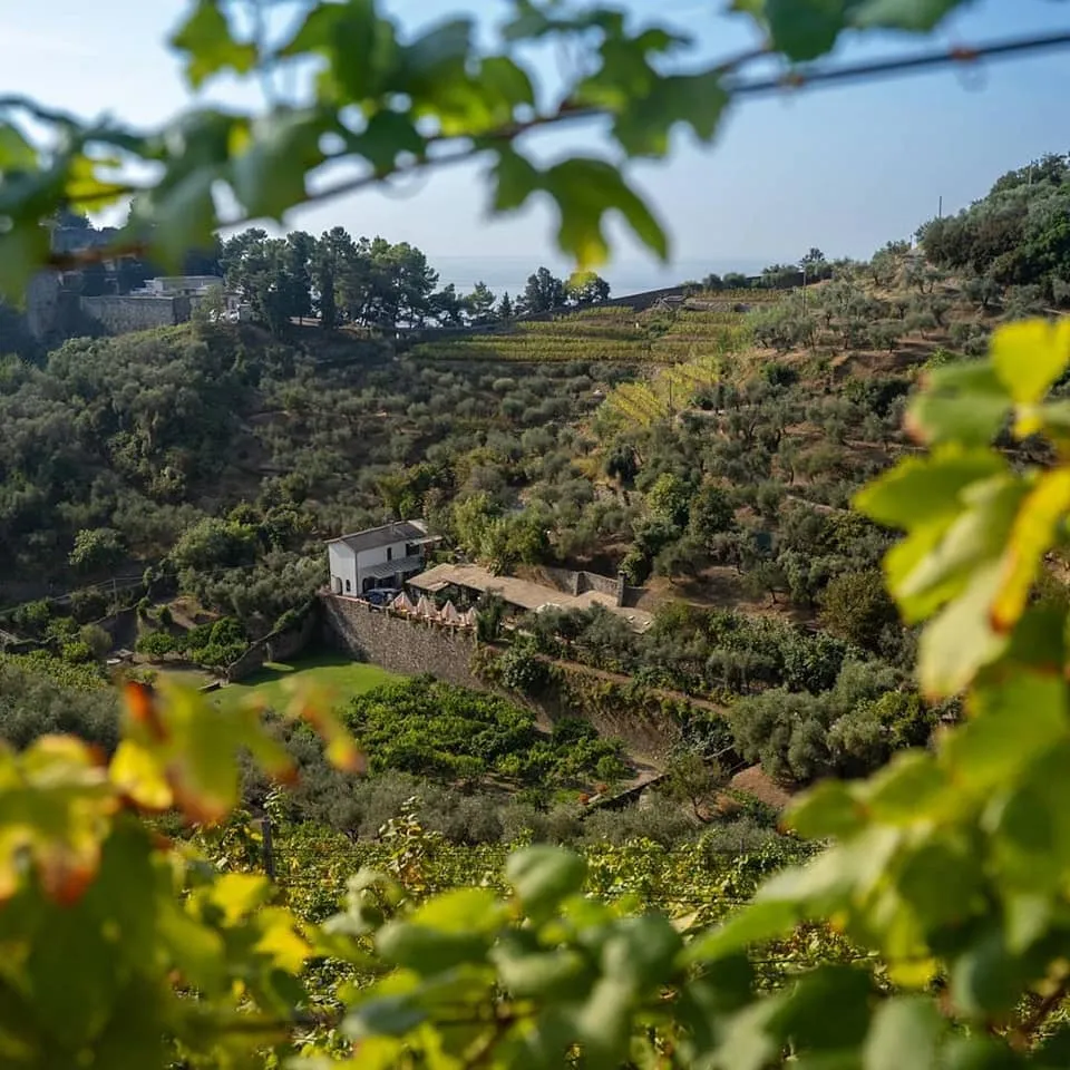 Trekking tra le vigne e pic-nic alle 5 Terre