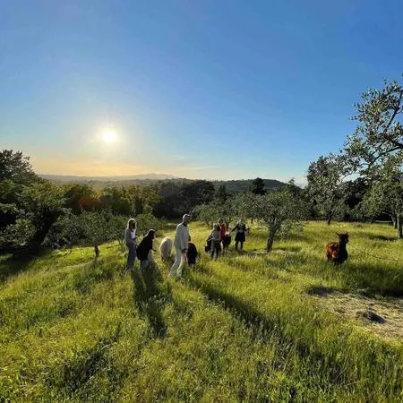 Passeggiata con alpaca a Scandicci sui Colli Fiorentini