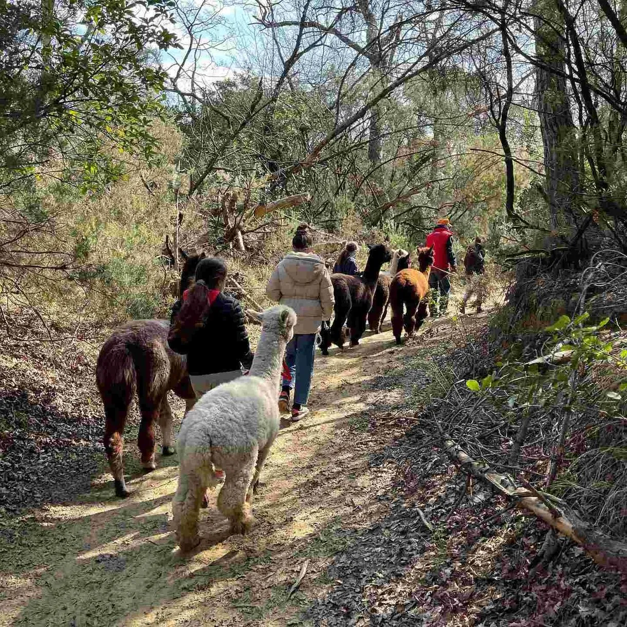 Passeggiata con alpaca a Scandicci sui Colli Fiorentini