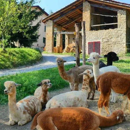 Passeggiata con alpaca e visita in fattoria a Carpineti sui colli Emiliani