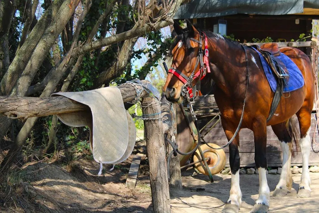 Passeggiata a cavallo nel Parco San Bartolo