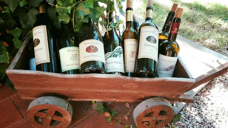 Degustazione vini e visita alla cantina Terre del Marchesato a Bolgheri