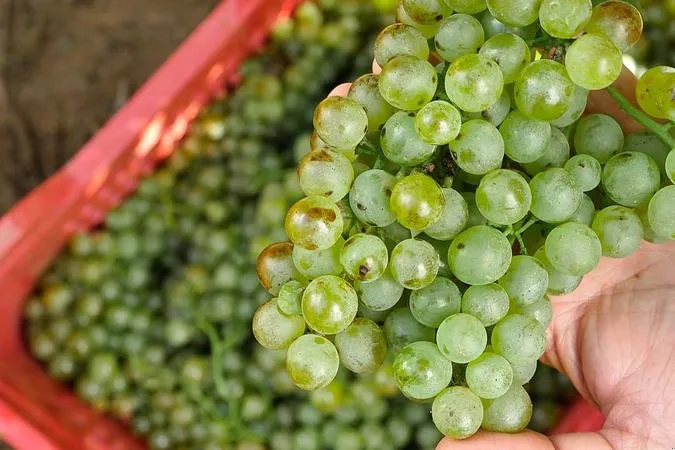 Degustazione vini e visita alla cantina Terre del Marchesato a Bolgheri