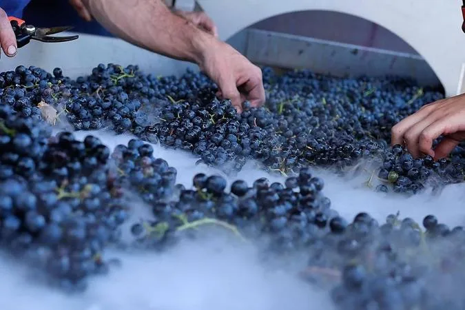 Degustazione vini e visita alla cantina Terre del Marchesato a Bolgheri